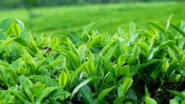 Review Bộ Dưỡng Trà Xanh Innisfree Green Tea Fresh