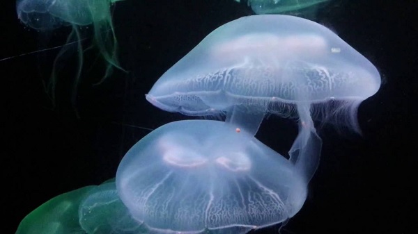 Thành phần Mặt Nạ Siêu Cấp Ẩm Từ Sứa Biển JM Solution Active Jellyfish Vital Mask